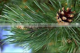 Essential Oil of Pine