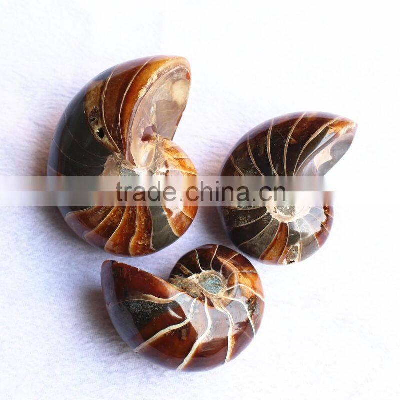 huge Natural conch Ammonite fossil for decoration