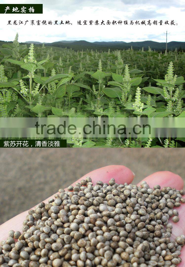 Brown Perilla Seeds for oil/china periiia oil