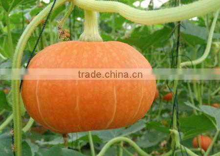 GMP Factory Supply Pumpkin Seed Oil Soft Capsules Pharmaceutical Grade