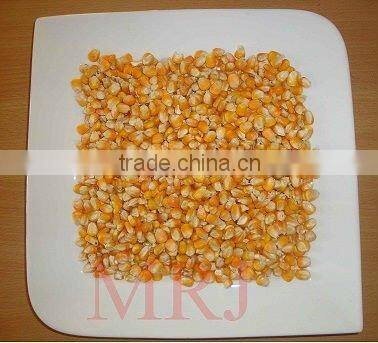 Indian Yellow Maize