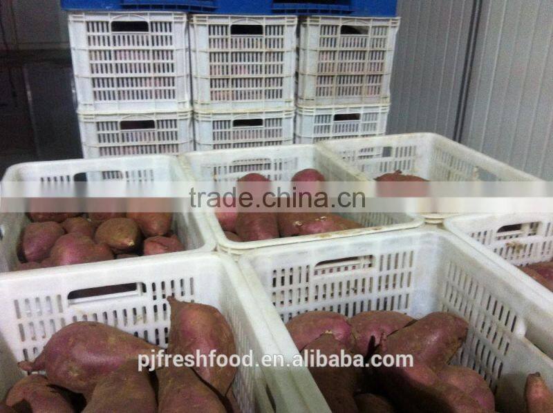 Fresh Sweet Potato Yellow Potato