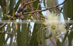 EUCALYPTUS RADIATA OIL