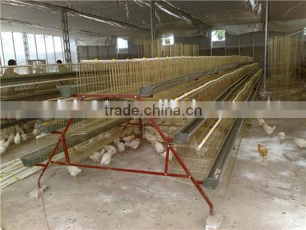 Automatic layer chicken cages, poultry farm cage for 120 chickens