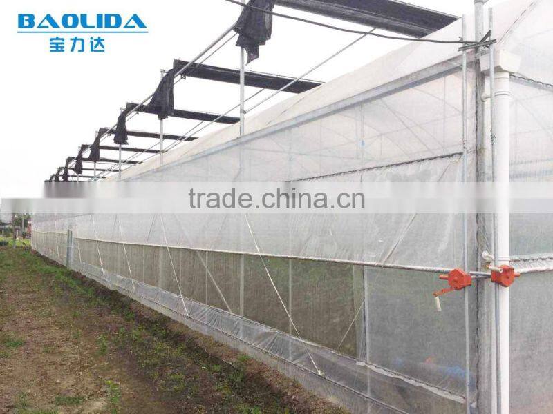 Economical Large multi- span greenhouse for tomatos