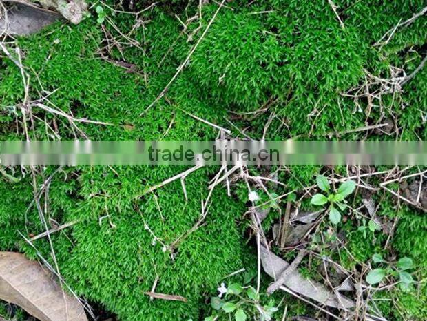 DIY accessories natural green micro landscape decorative moss