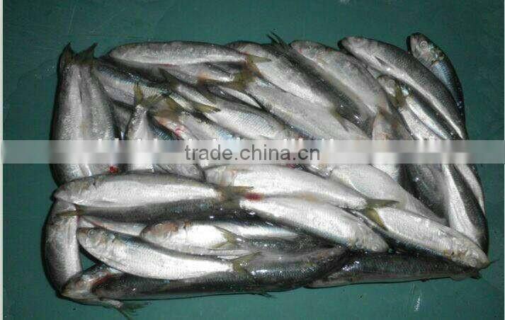 Sardinella Aurita for bait frozen Sardines