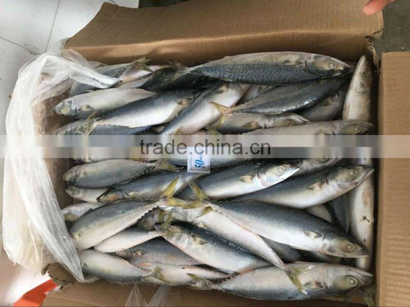 frozen fish pacific mackerel