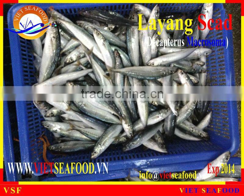 FROZEN LAYANG SCAD WHOLE ROUND