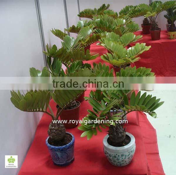 zamia furfuracea bonsai dia 8-20cm