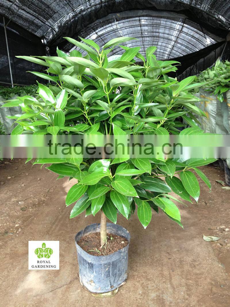 Cinnamomum cassia Ornamental Plants