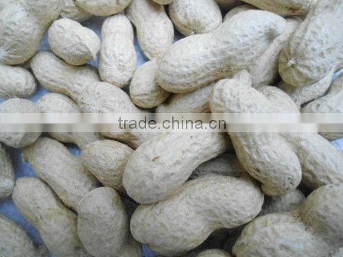 china 2015 crop raw peanuts