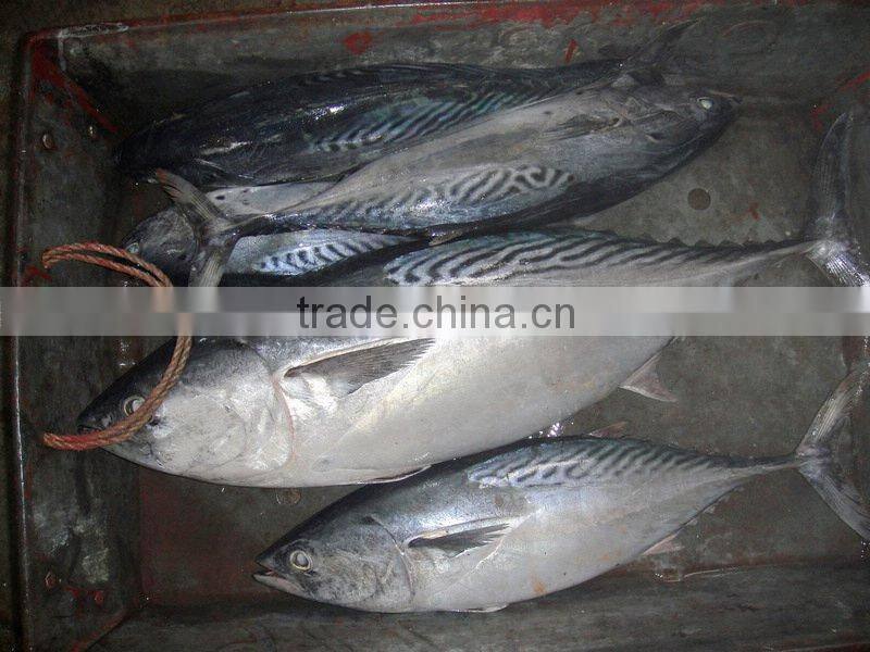100-200g frozen bonito