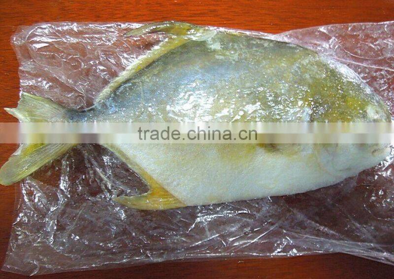 Gain Ocean Food Farm Raised Seafood Available Size Frozen Whole Golden Pompano Fish