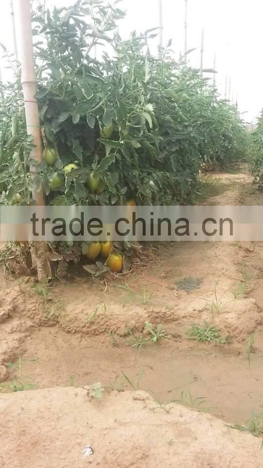 Red Jumbo F1 Hybrid Tomato Seeds