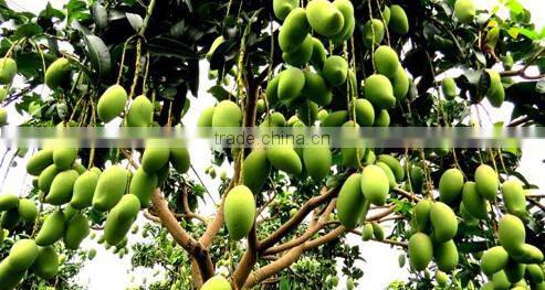 soil conditioner super potassium humate powder