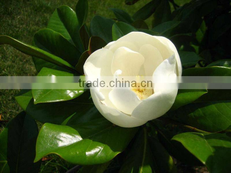 150L High Quality Eucalyptus Leaves Oil Distiller on sale (EC)