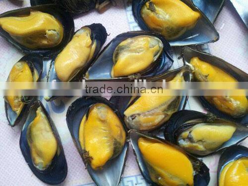IQF cooked blue mussel meat