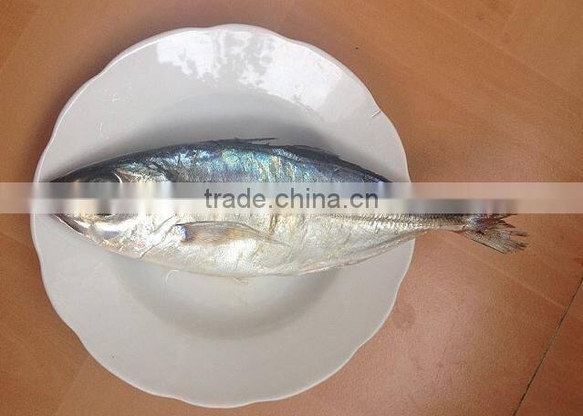 land frozen horse mackerel BQF 6-8pcs/kg