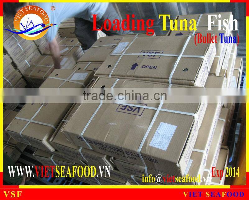 LOADING WHOLE ROUND BULLET TUNA