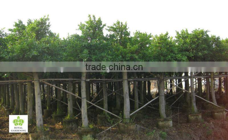 Ficus nitida tropical tree for landscaping