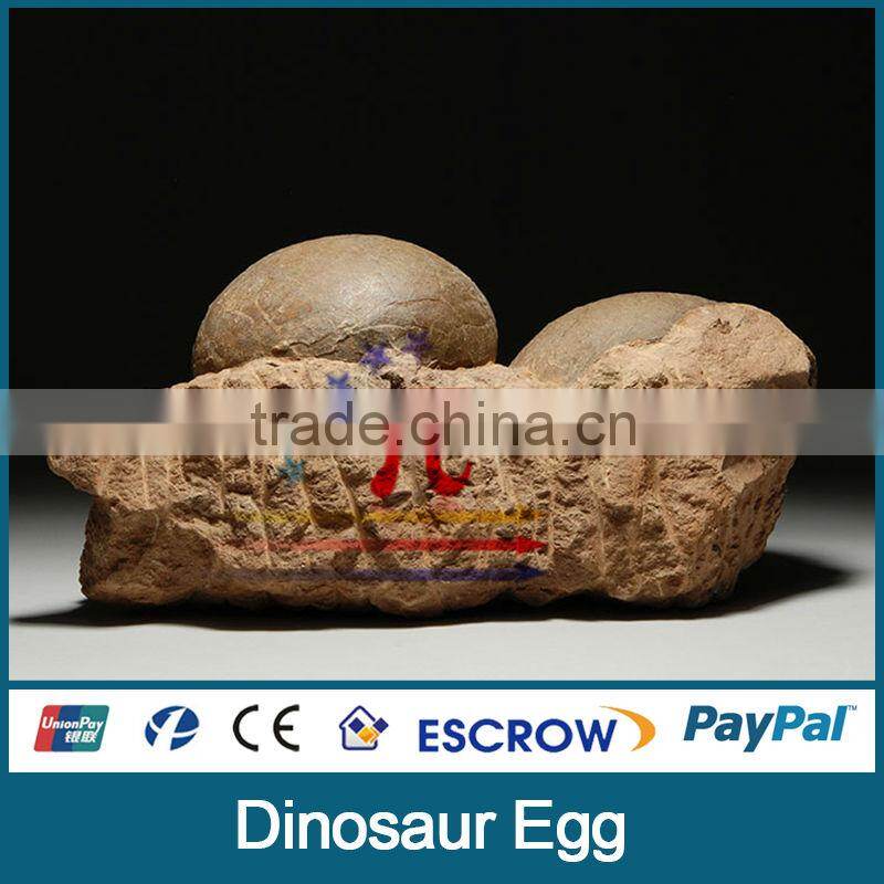 JLDE-0226 growing dinosaur eggs fossil for sale