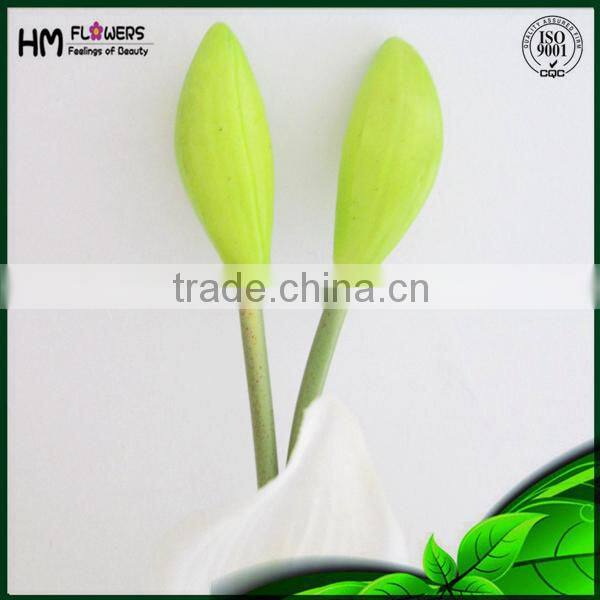 Orchids Plants Cymbidium