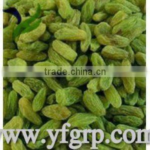 import new fresh big green raisin with high quality and the best price