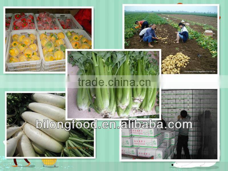 new crop fresh white raddish from china
