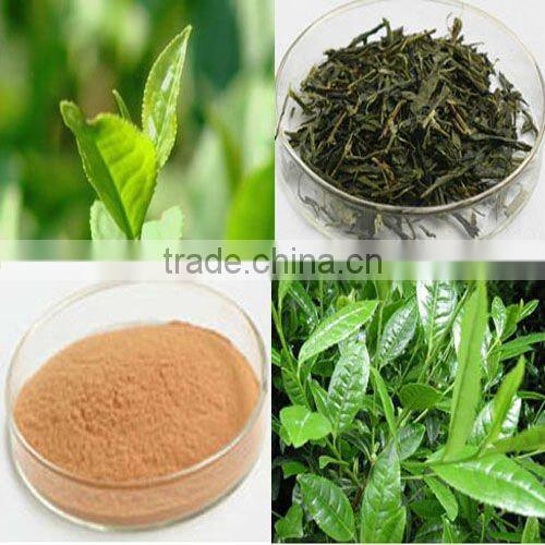 EGCG/ECG/EC Green Tea Extract/P.E with ISO HACCP HALAL Kosher