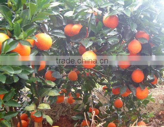2015 fresh navel orange from jiangxi on sell