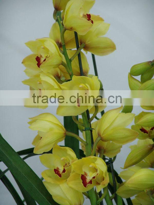 Cymbidium