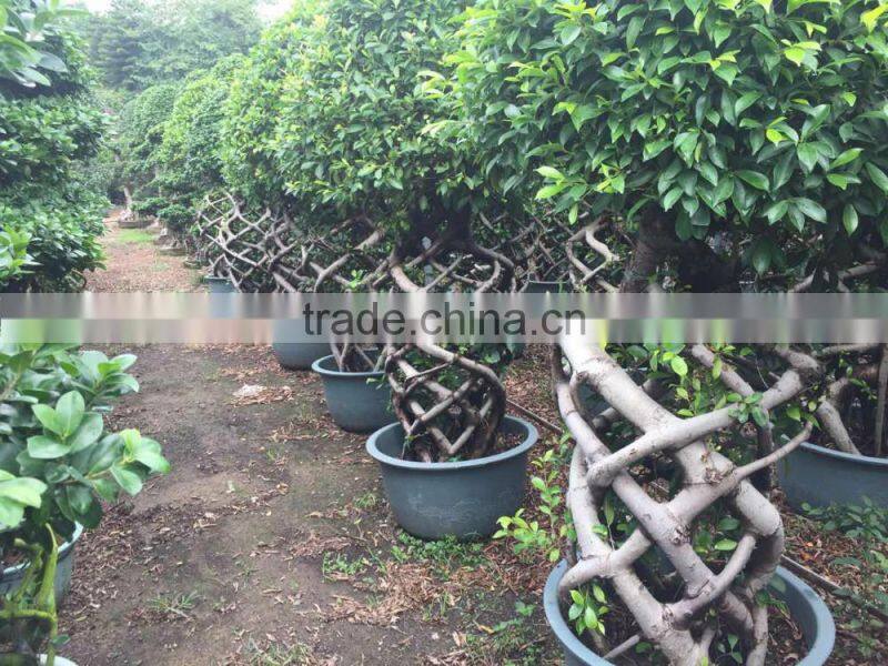 out door plants-3 layer ficus cage-2.2m
