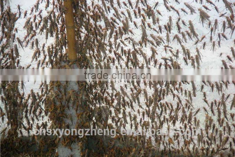 Microwave Dried Locusts High quality Bird& Fish Food