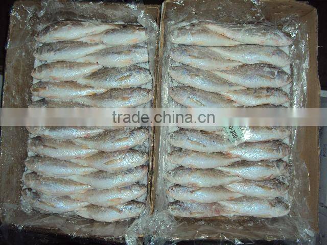 frozen silver croaker