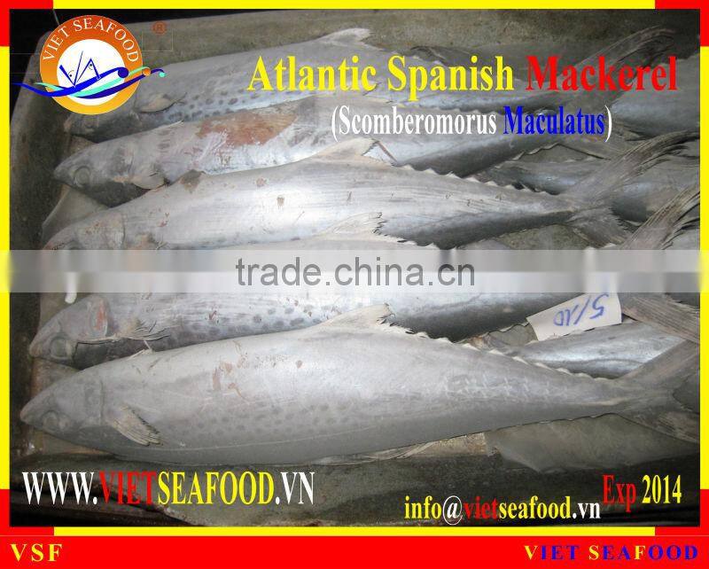 FROZEN ATLANTIC SPANISH MACKEREL W/R