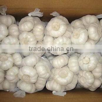 China garlic