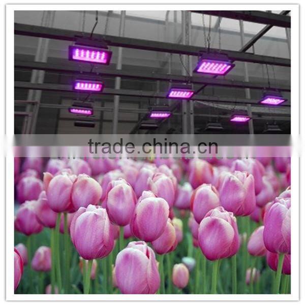 Greenhouse LED Plant Light for Growing Tomato, Lettuce, Vegetable, Flower, Orchid, Tulip, Medicinal Plants