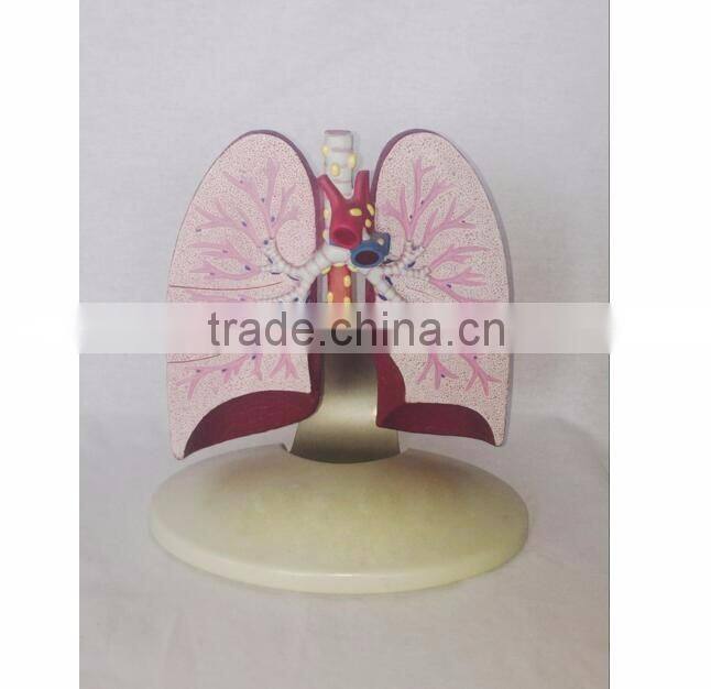 Simulation Model for Medical Research and Students Learning