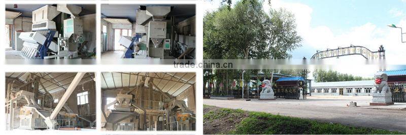 Wholesale Sunflower Seeds