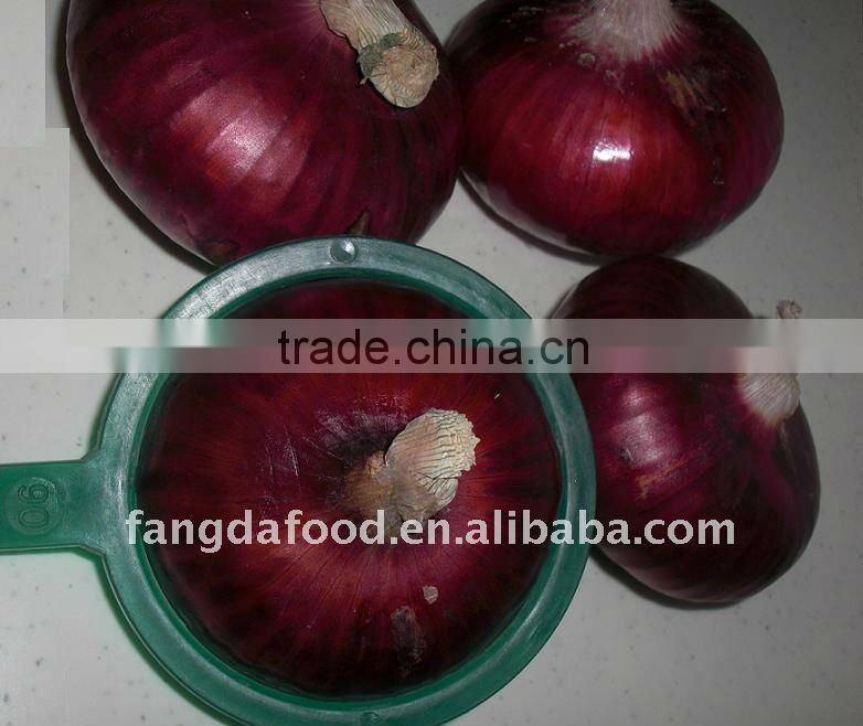 Supply fresh red onion and yellow onion