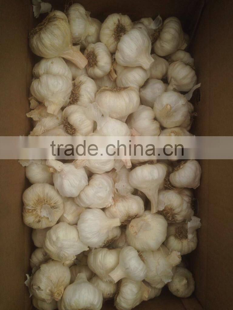 TAKE PART OF PRODUCT GARLIC