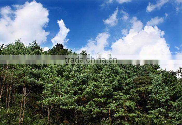 The decoration plant Pinus parviflora seedling