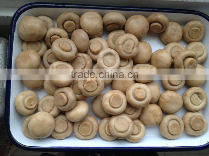 vacuum	bag the mushroom champignon(Agricus) 50kg drum for sale Agaricus Bisporus market prices for mushroom