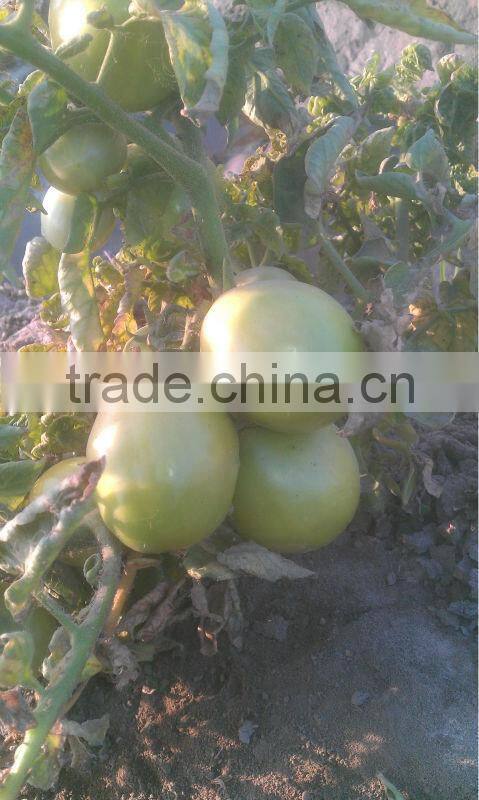 Red Stone Hybrid Tomato Seeds