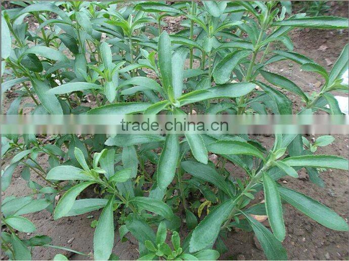 Stevia Multiple layer continuous type mesh belt dryer