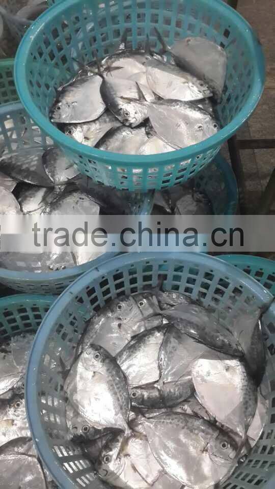 cheap fish for Africa Mene maculata