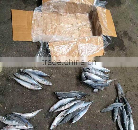 New Crop Seafood Frozen Pacific Mackerel Fish