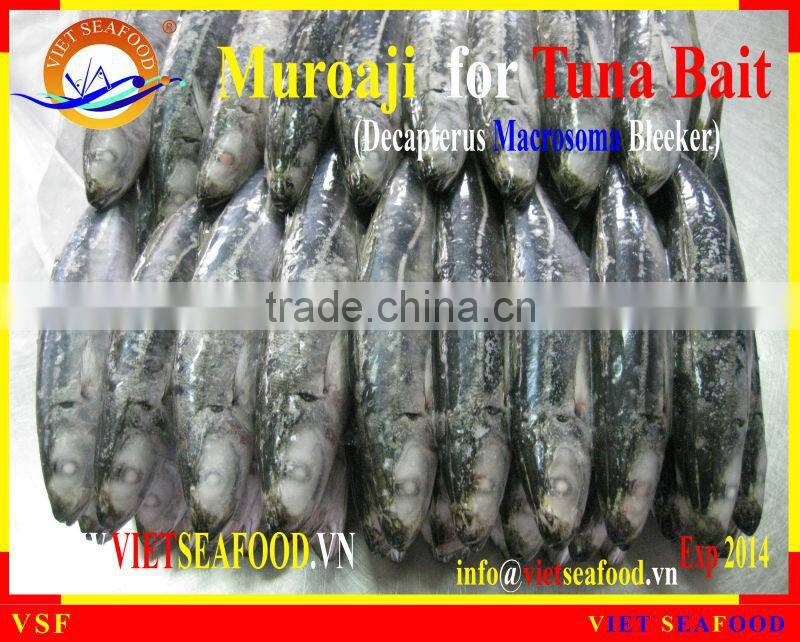 MUROAJI FOR TUNA BAIT