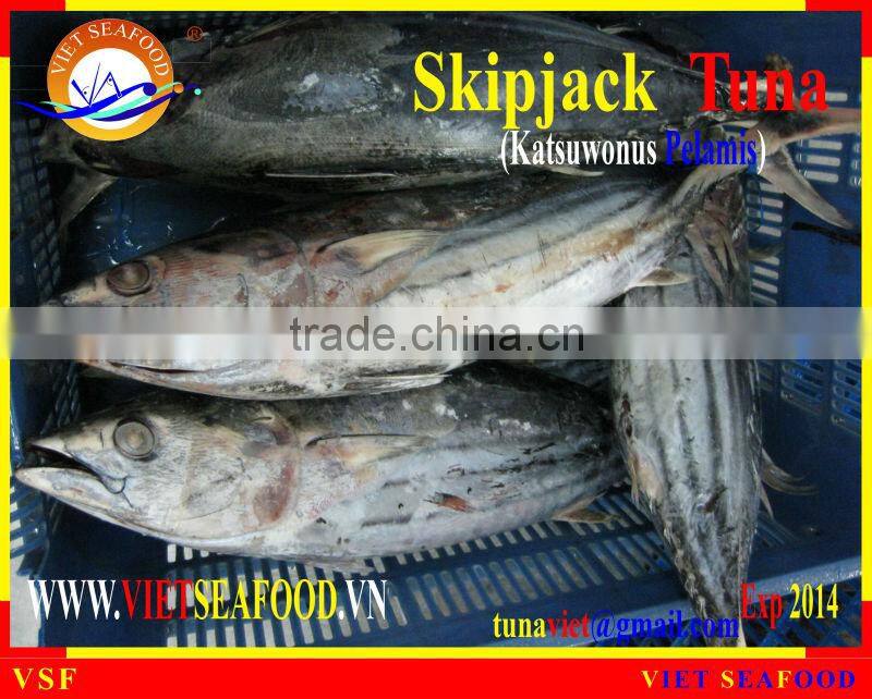 FROZEN WHOLE ROUND SKIPJACK TUNA
